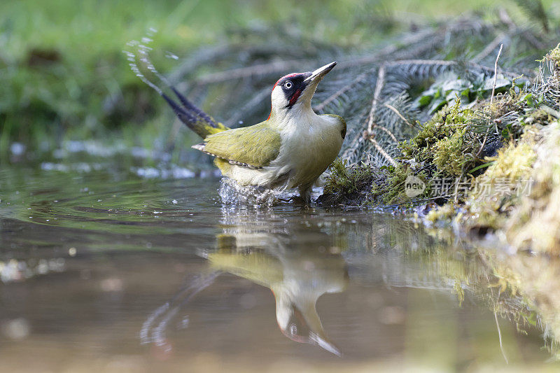 绿啄木鸟清洗(Picus viridis)